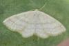 Scopula ternata